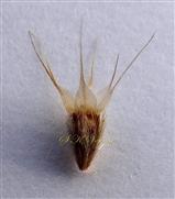  Cypsela
